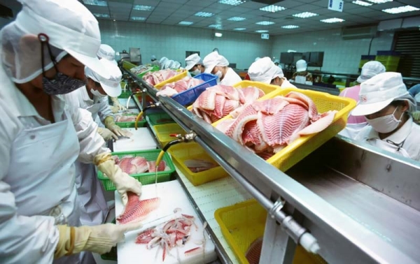 Fish Processing Conveyor