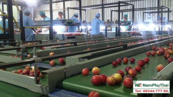 Conveyor Repair And Replacement Service
