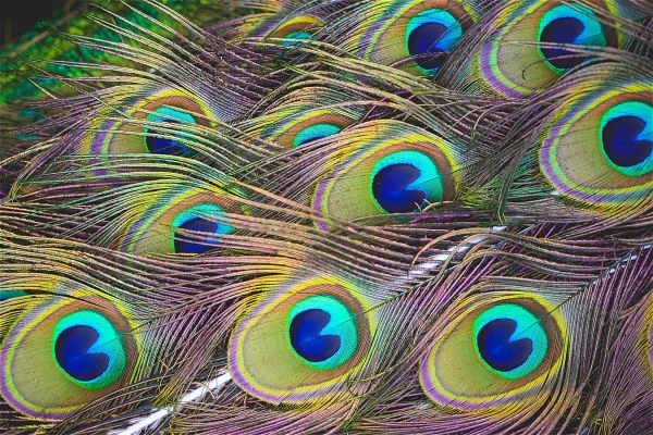 Print On All Type Of Fabric