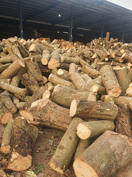 Wood logs stockyard