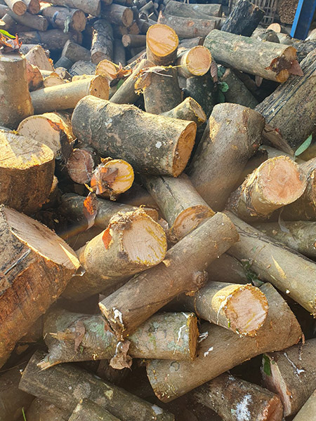 Wood logs stockyard