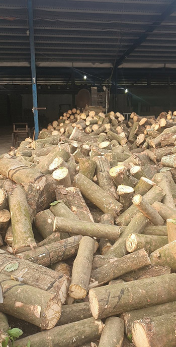 Wood logs stockyard