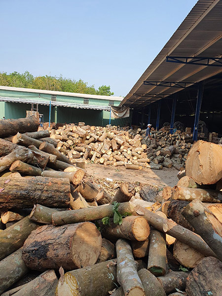 Wood logs stockyard