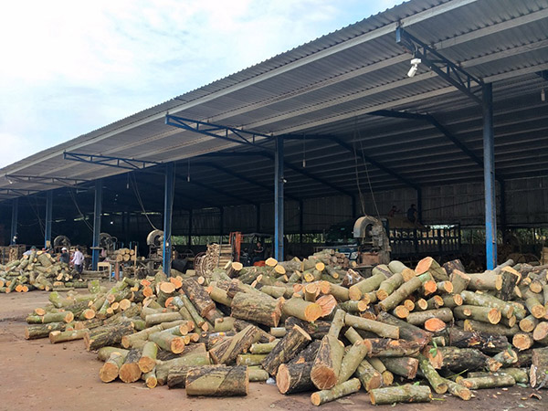 Wood logs stockyard