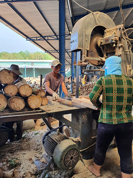 Rubber wood sawing process