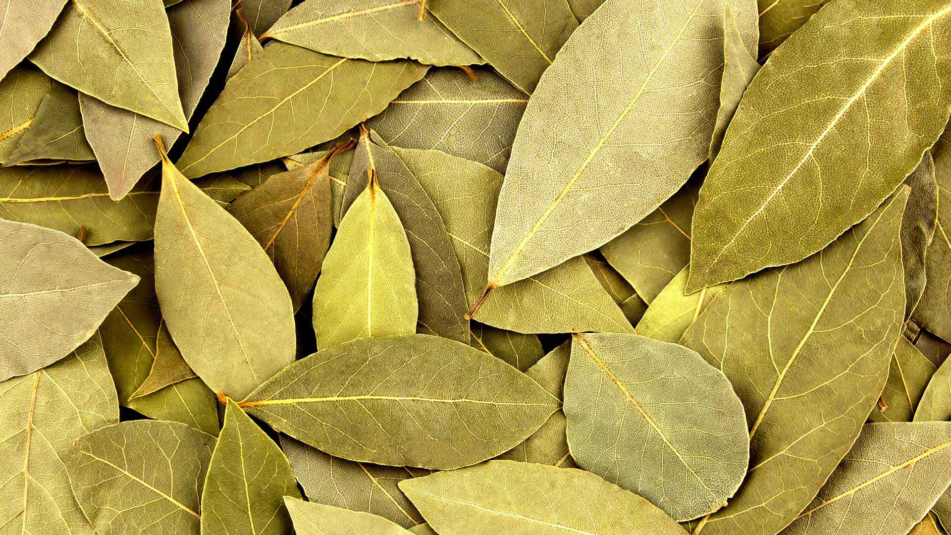 Bay Leaves