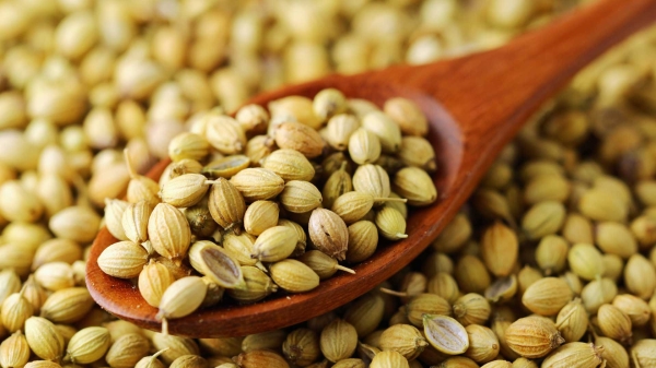 Coriander Seed