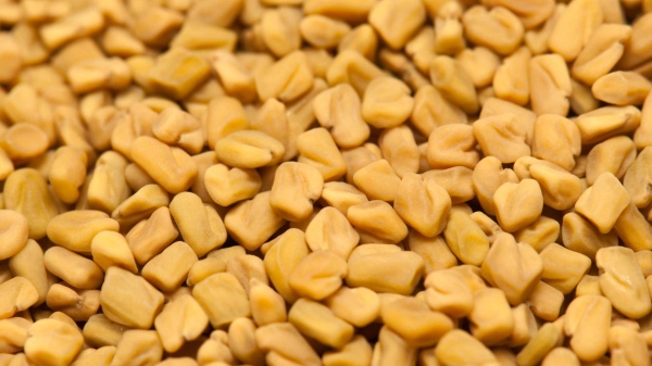 Fenugreek Seed