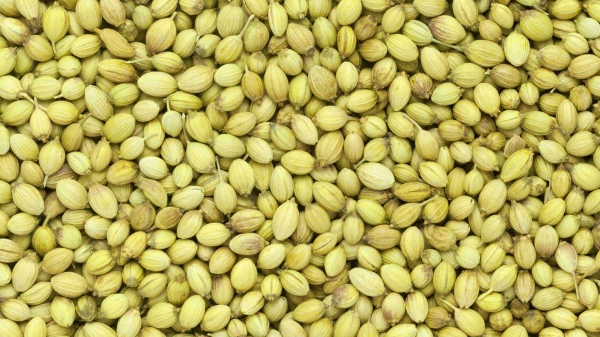 Coriander Seed