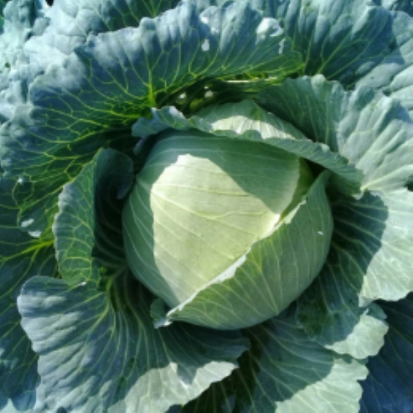 Cabbage