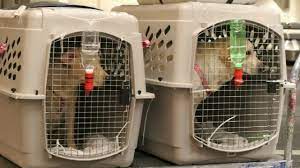 Transport Of Live Animals