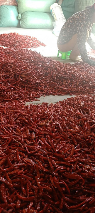 Grain red chili