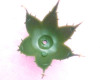 Soap Calyx Materials