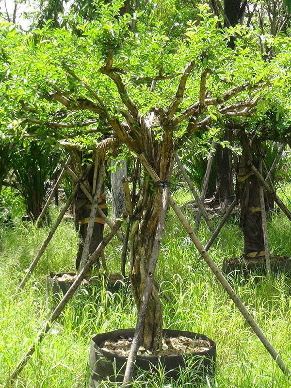 Ancient cherry tree