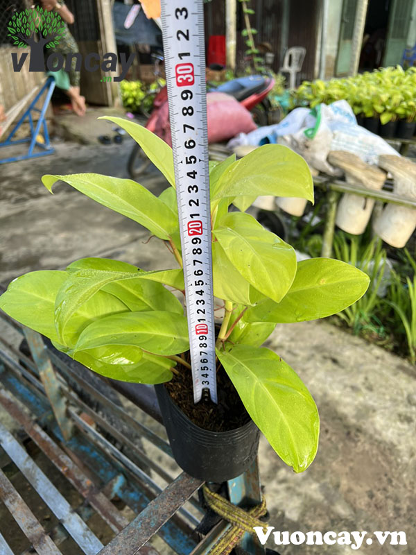 Golden pothos