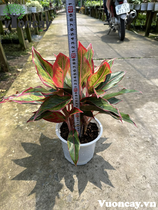 Money tree