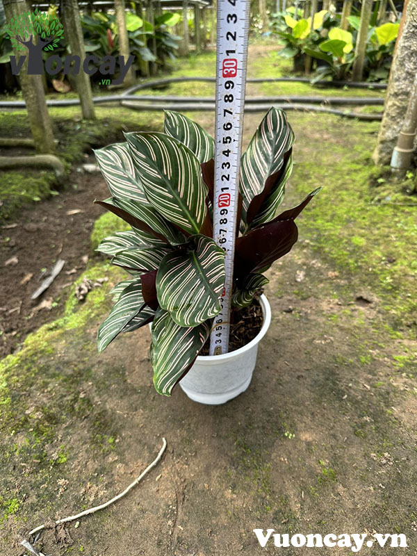 Peacock plant