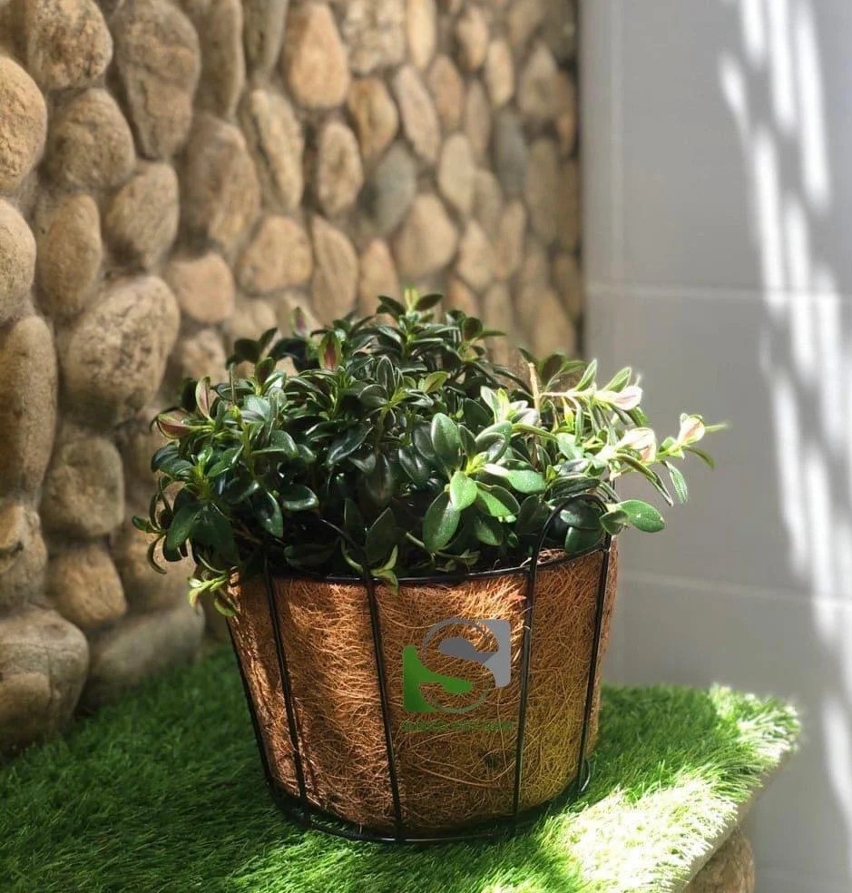 Coconut fiber pot