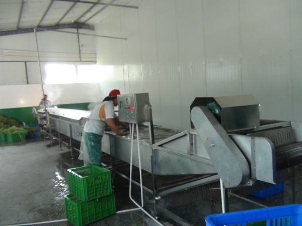 Mesh dryer