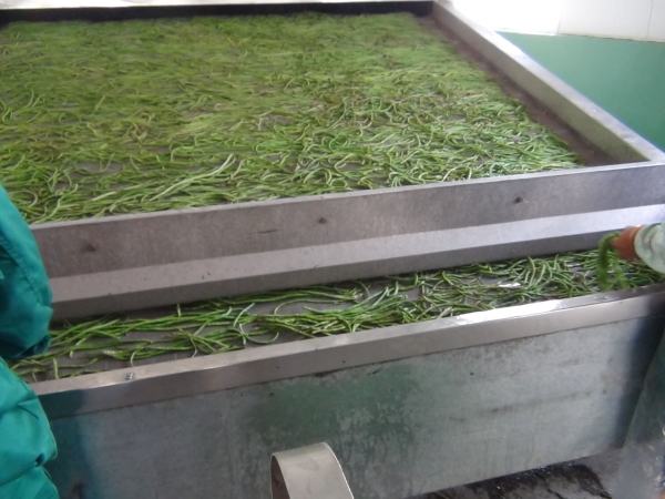 Mesh dryer