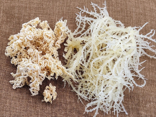 Dried seaweed Cottonii