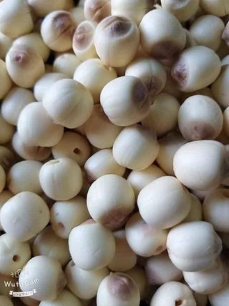 Lotus seeds