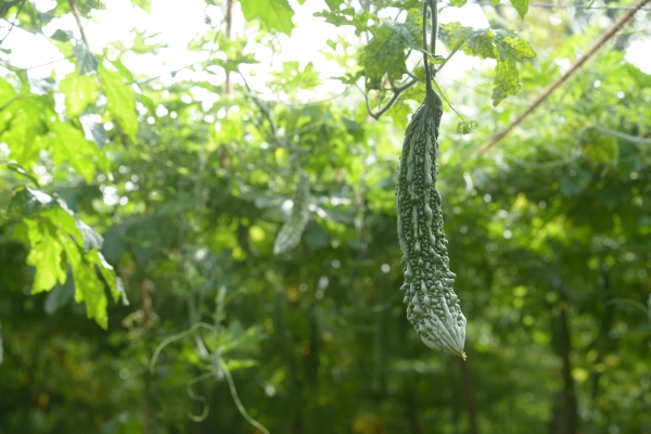 Bitter melon