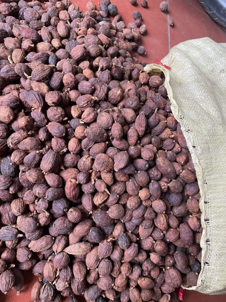 Cardamom