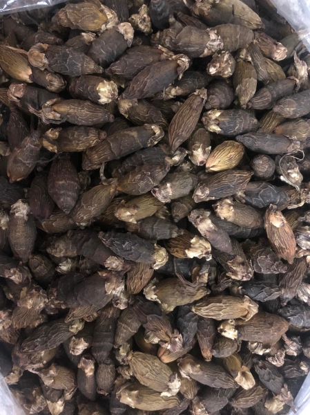 Betel Nut