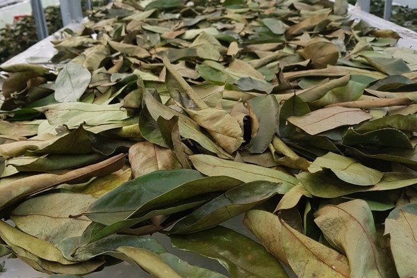 Soursop Leaves