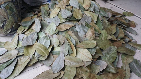 Soursop Leaves