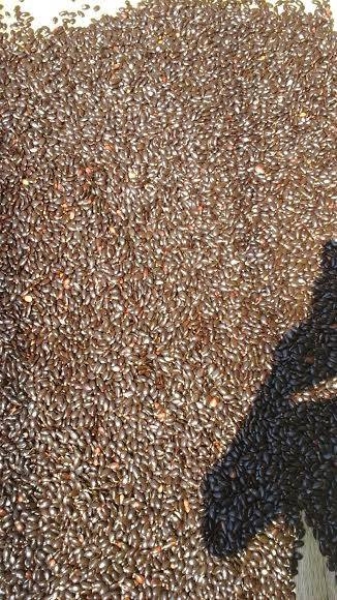 Soursop Seed