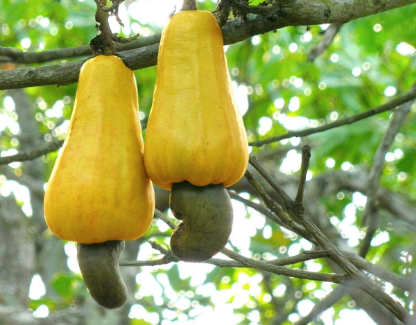 Nông sản khác