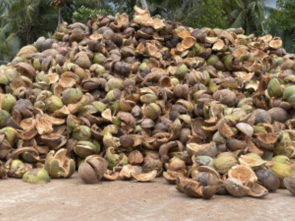 Dried Coconut
