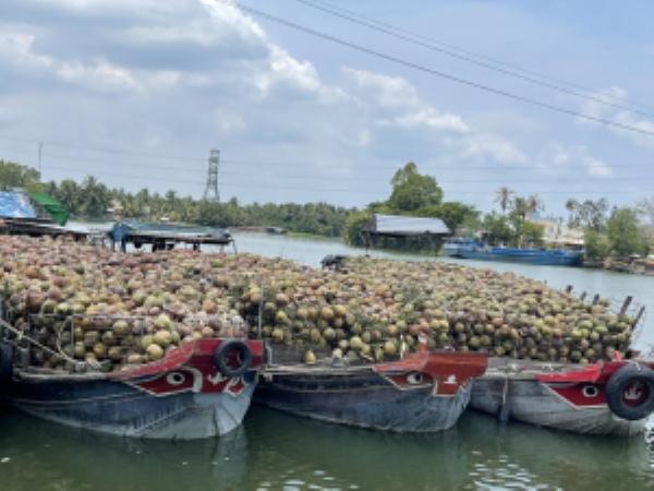 Coconut
