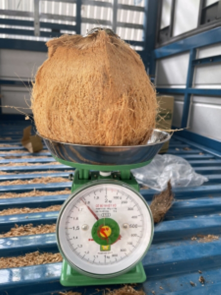 Coconut kernels