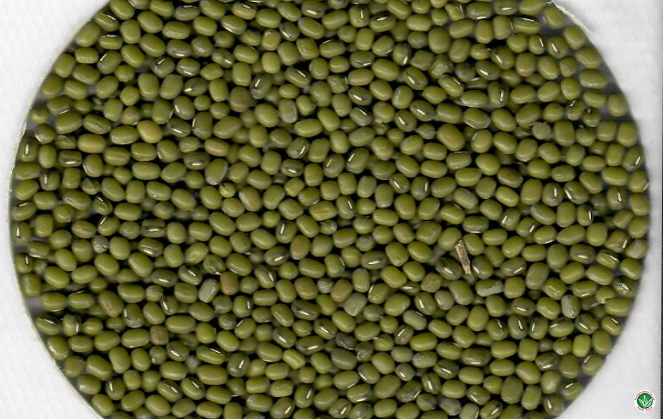 Green bean