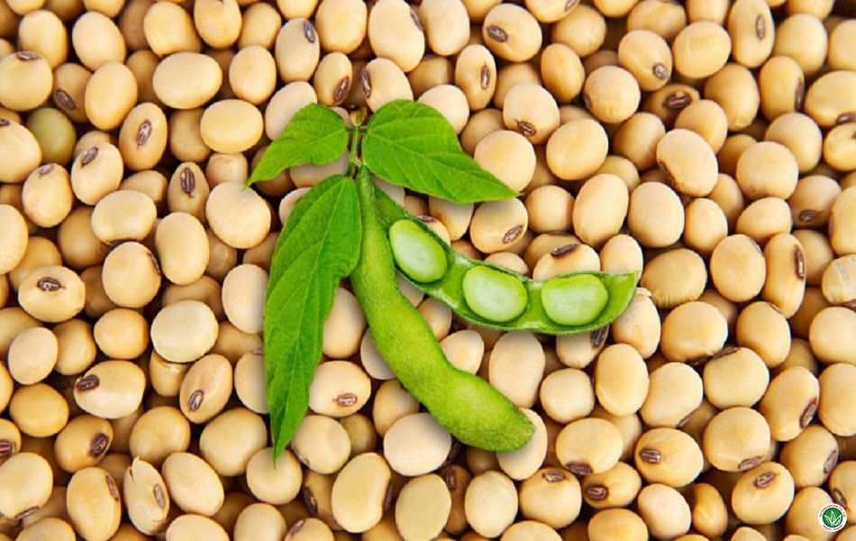 Soy bean