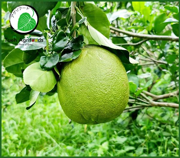 Pink pomelo