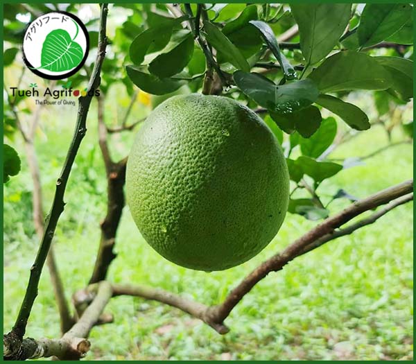 Pink pomelo