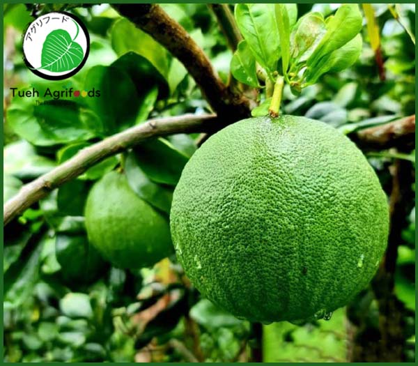 Pink pomelo