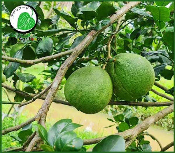 Pink pomelo