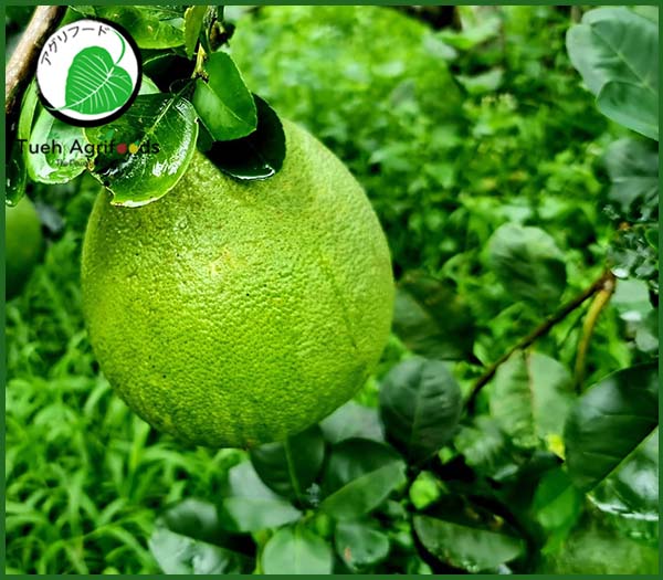 Pink pomelo