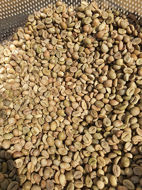 Robusta green coffee bean