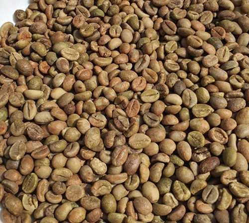 Robusta green coffee bean