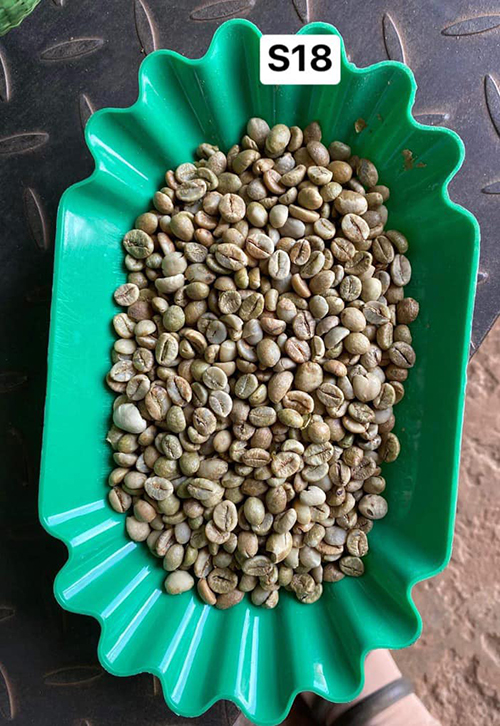 Robusta green coffee bean