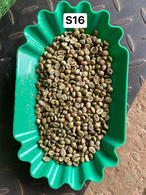 Robusta green coffee bean