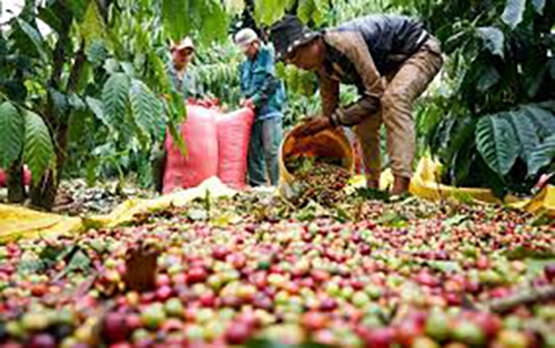 Robusta green coffee bean