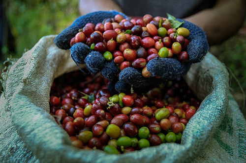 Robusta green coffee bean