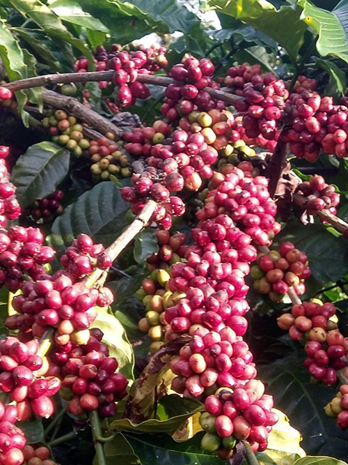 Robusta green coffee bean